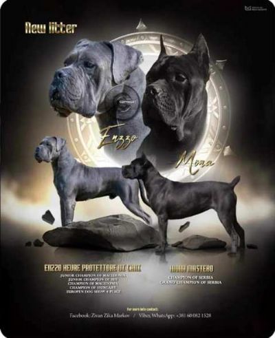 Cane Corso tenci